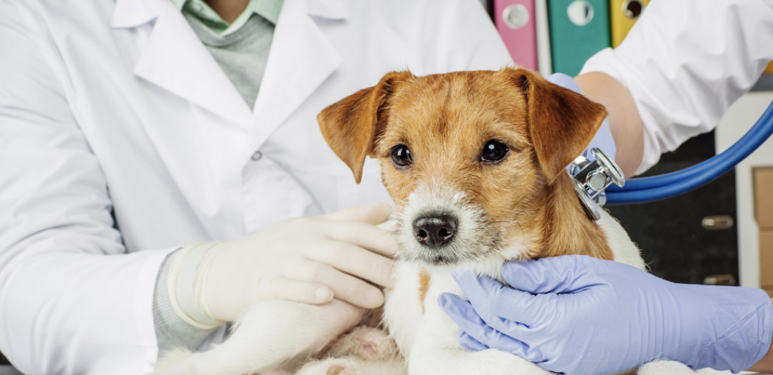 manager dans le secteur animal 